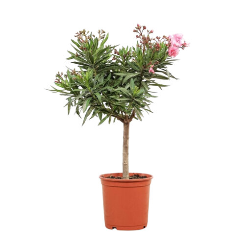 Oleander op stam